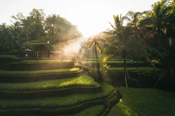 Subak Irrigation Rice Paddy